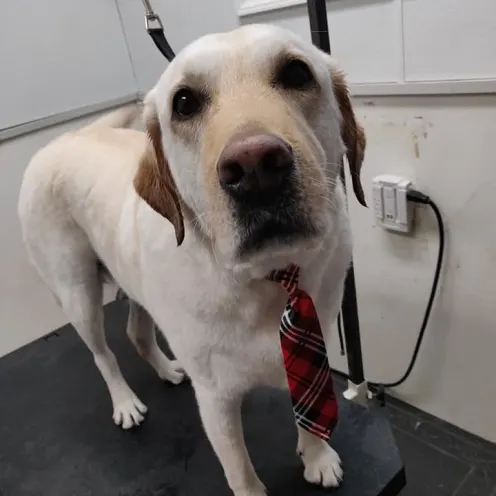 Dog wearing Tie